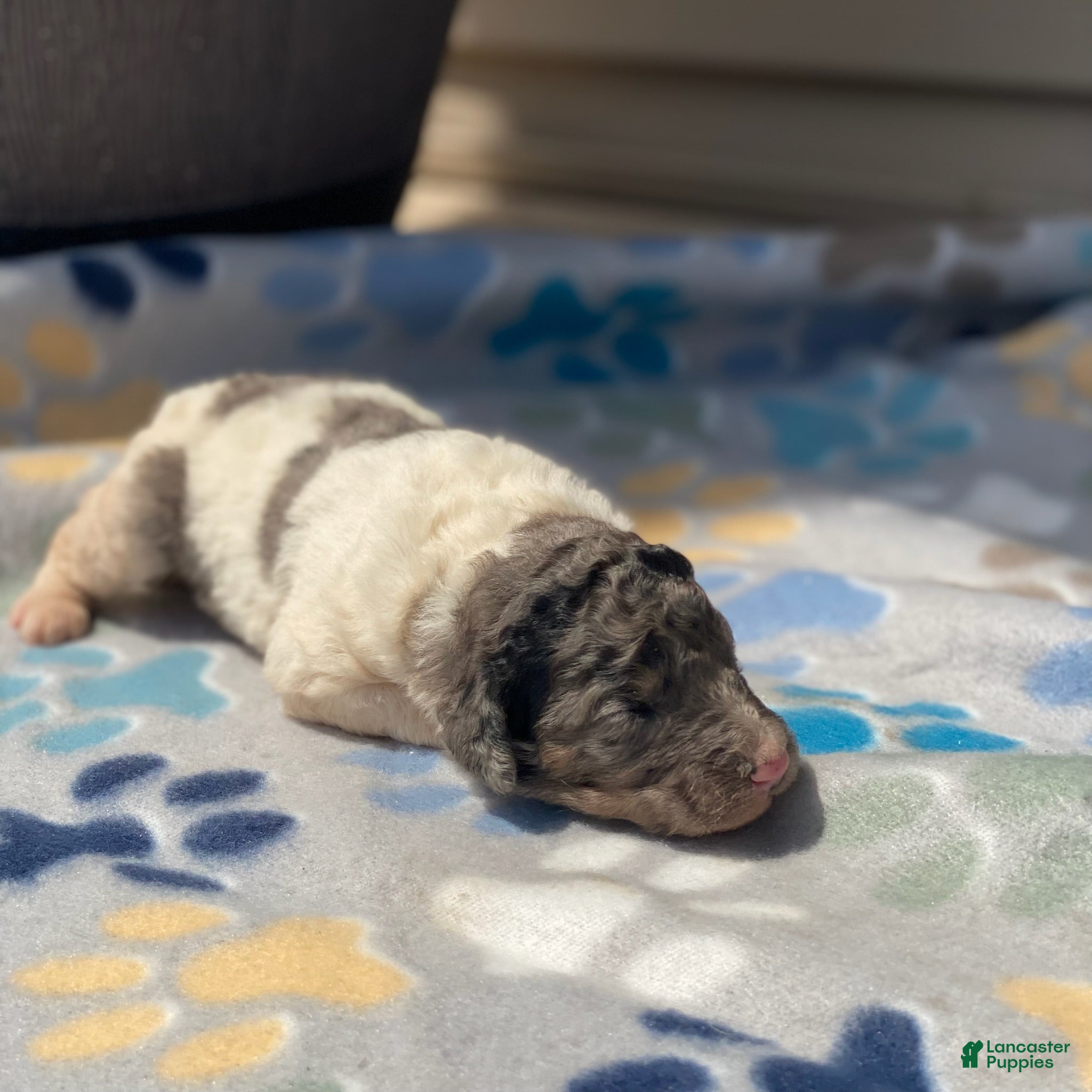 Standard Poodle dogs Zoey - Ad 29
