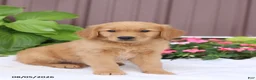 Golden Retriever dogs for sale: Tucker - Ad 4