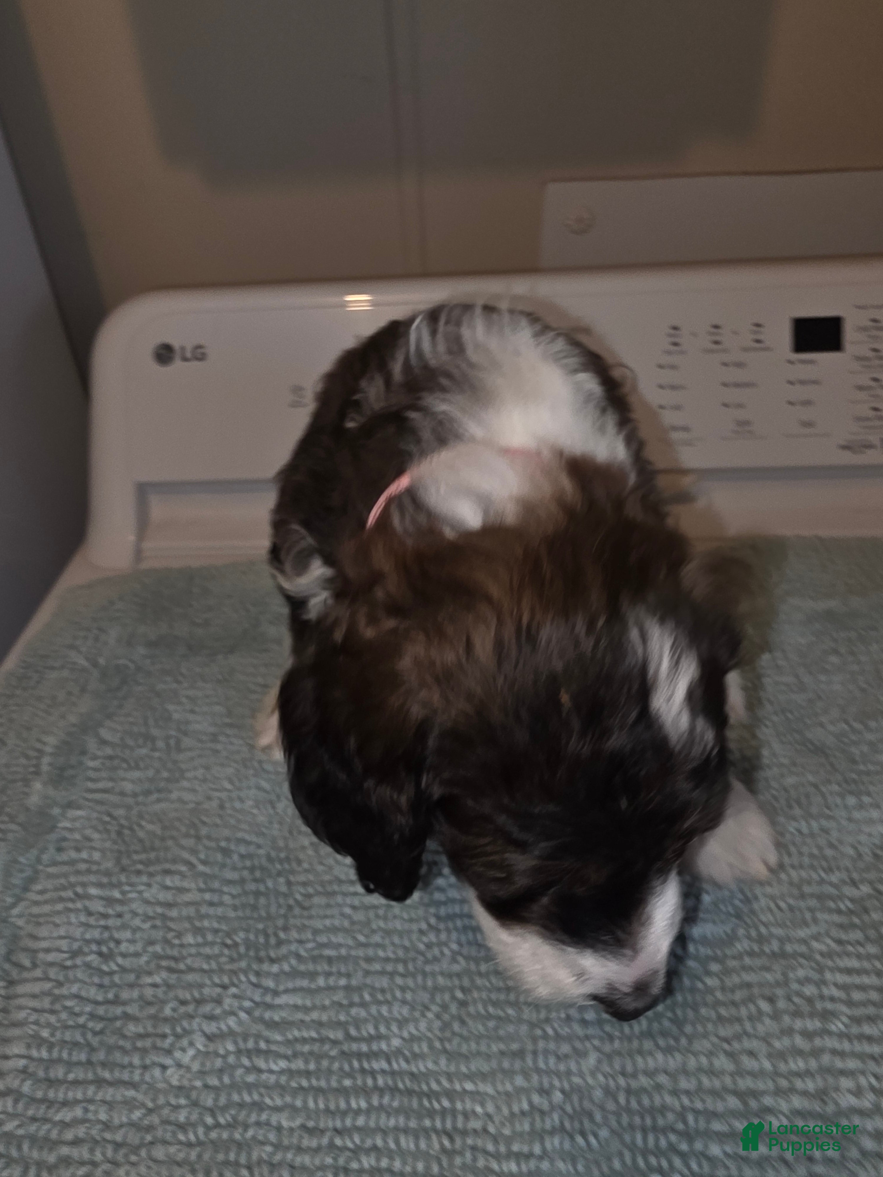Bernedoodle dogs Barbie - Ad 2