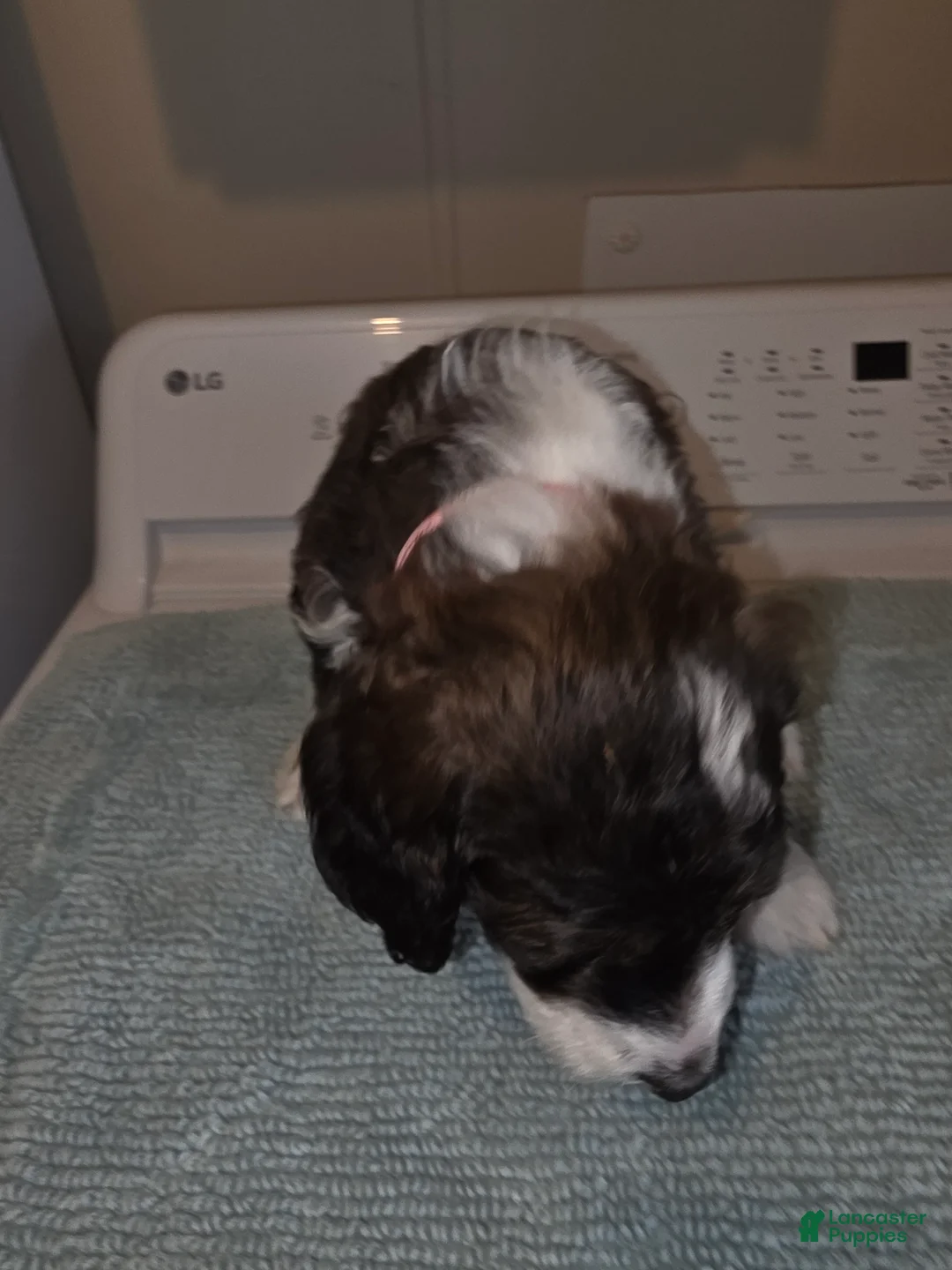 Bernedoodle dogs for sale: Barbie - Ad 2