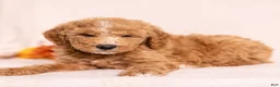 Miniature Poodle dogs for sale: Optimus Prime - Ad 5