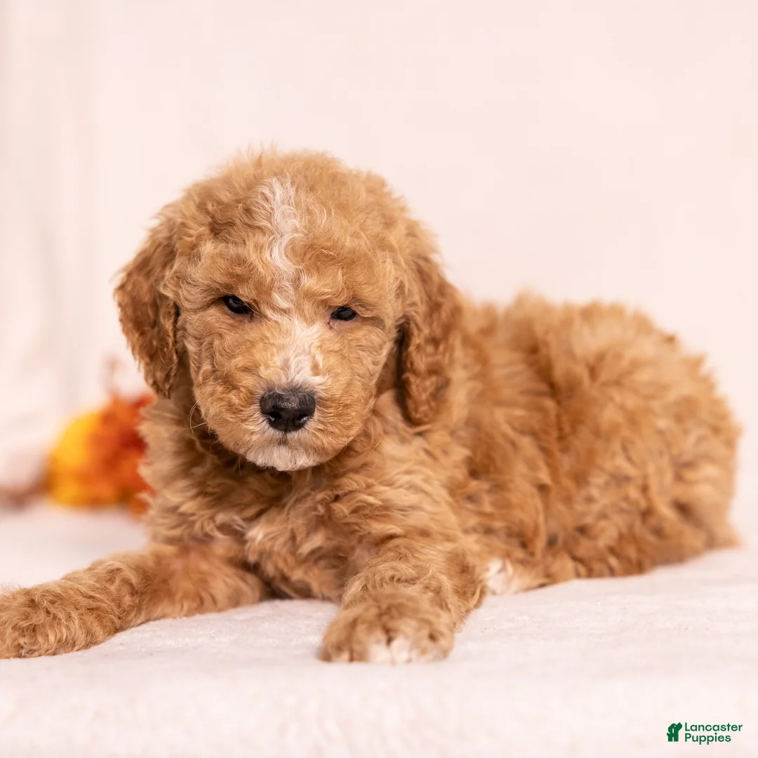 Miniature Poodle dogs for sale: Optimus Prime - Ad 5