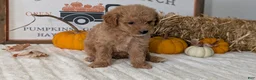 Mini Goldendoodle dogs for sale: Jill - Ad 3