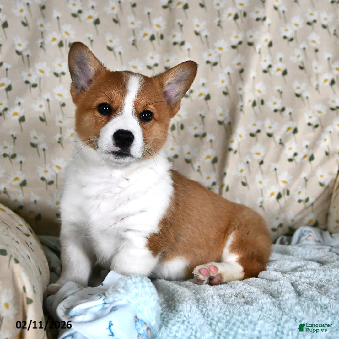Welsh Corgi Pembroke dogs for sale: Magnolia - Ad 2
