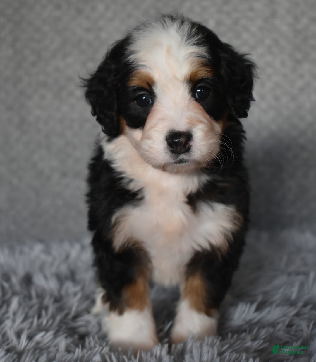 Mini Bernedoodle dogs for sale: Holly  - Ad 4