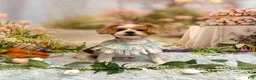 Yorkshire Terrier dogs for sale: Daisy - Ad 5
