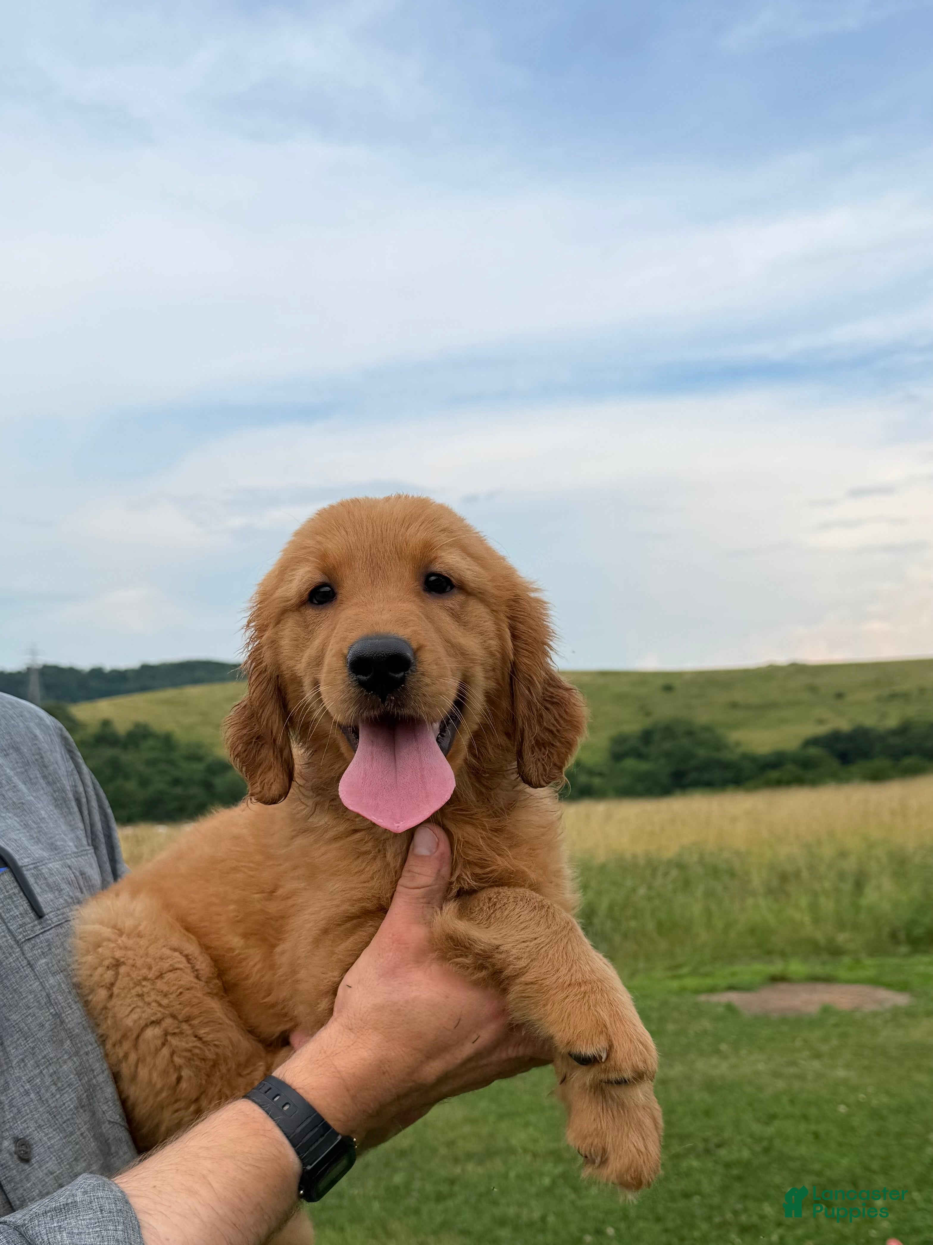 Golden Retriever dogs Sunshine  - Ad 2