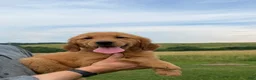 Golden Retriever dogs for sale: Sunshine  - Ad 2