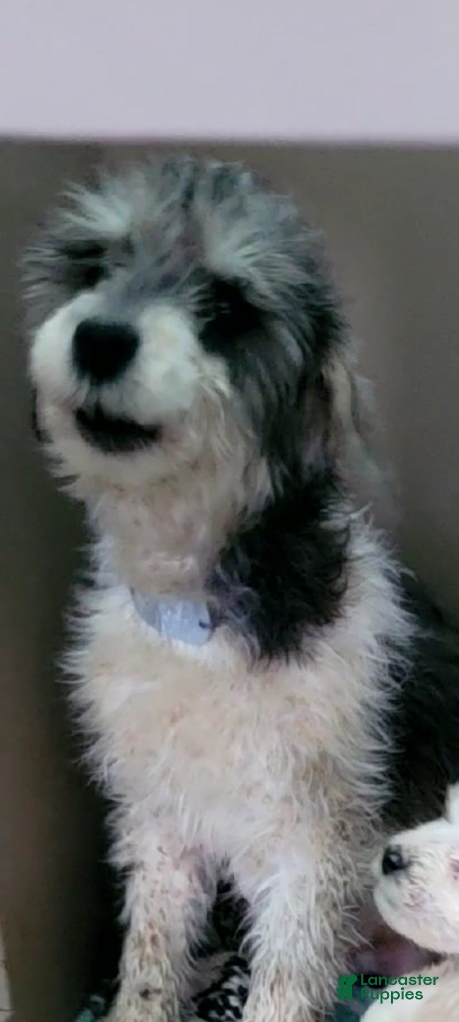 Schnoodle dogs for sale: Schnoodle Puppy 1 - Ad 4