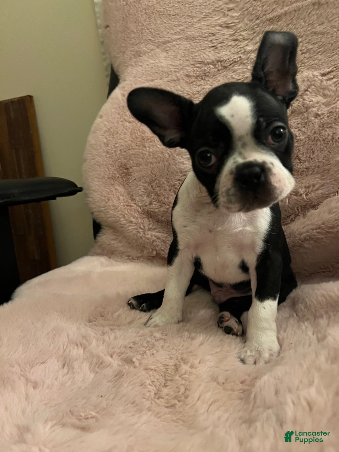 Boston Terrier dogs for sale: Echo - Ad 2