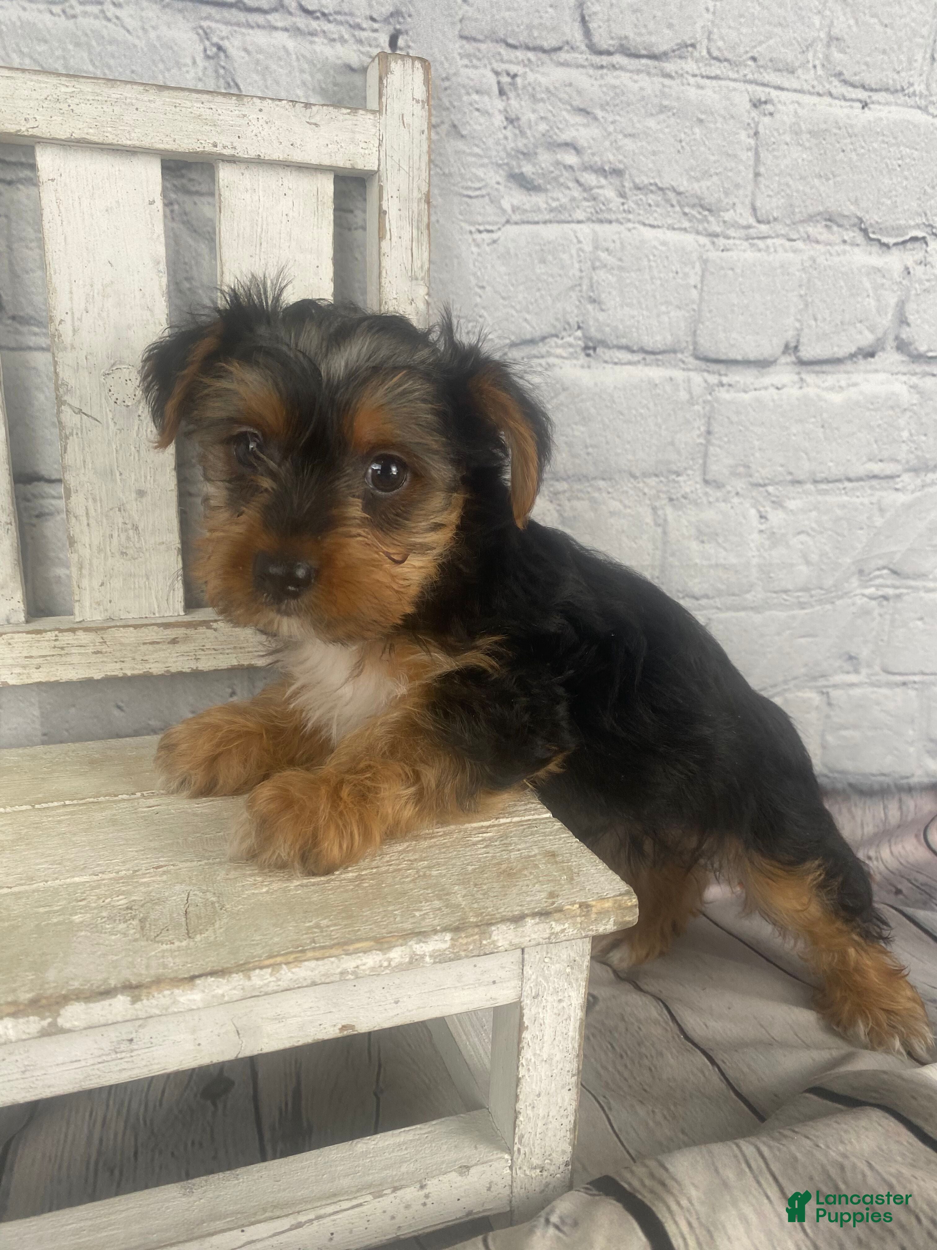 Yorkshire Terrier dogs Lisa - Ad 2