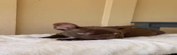 French Bulldog dogs for sale: French Bulldog 1 - Ad 5