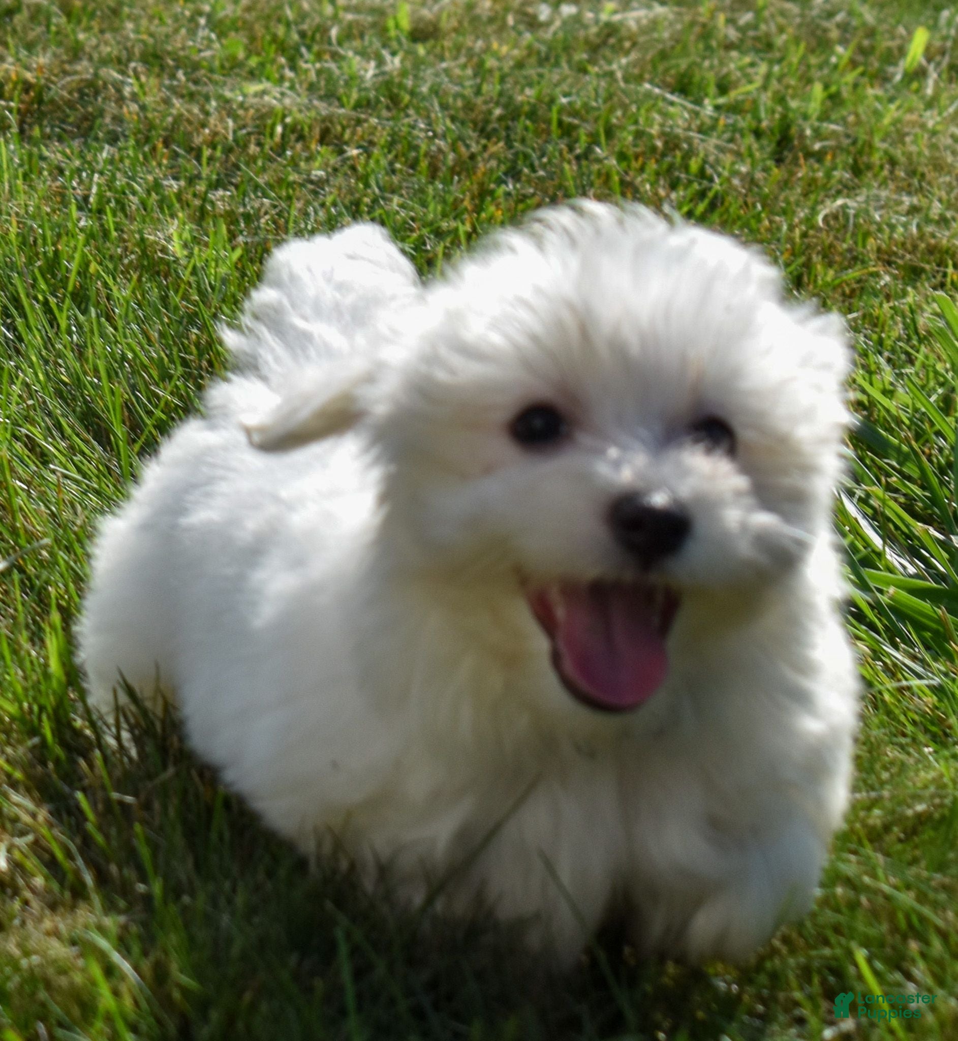 Maltese