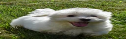 Maltese dogs for sale: Roscoe💙 - Ad 5