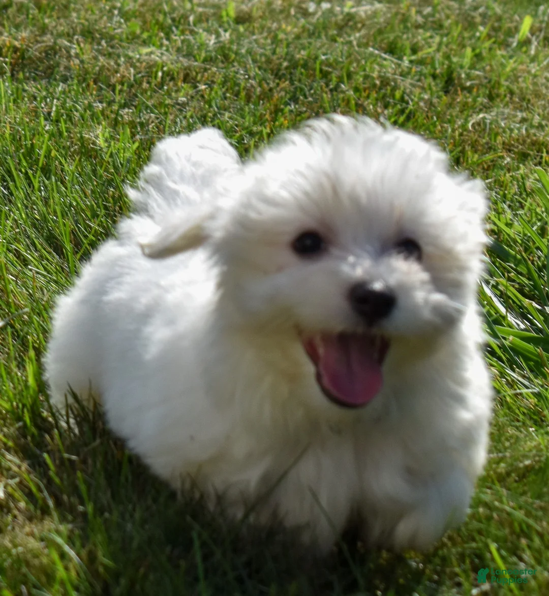 Maltese dogs for sale: Roscoe💙 - Ad 1