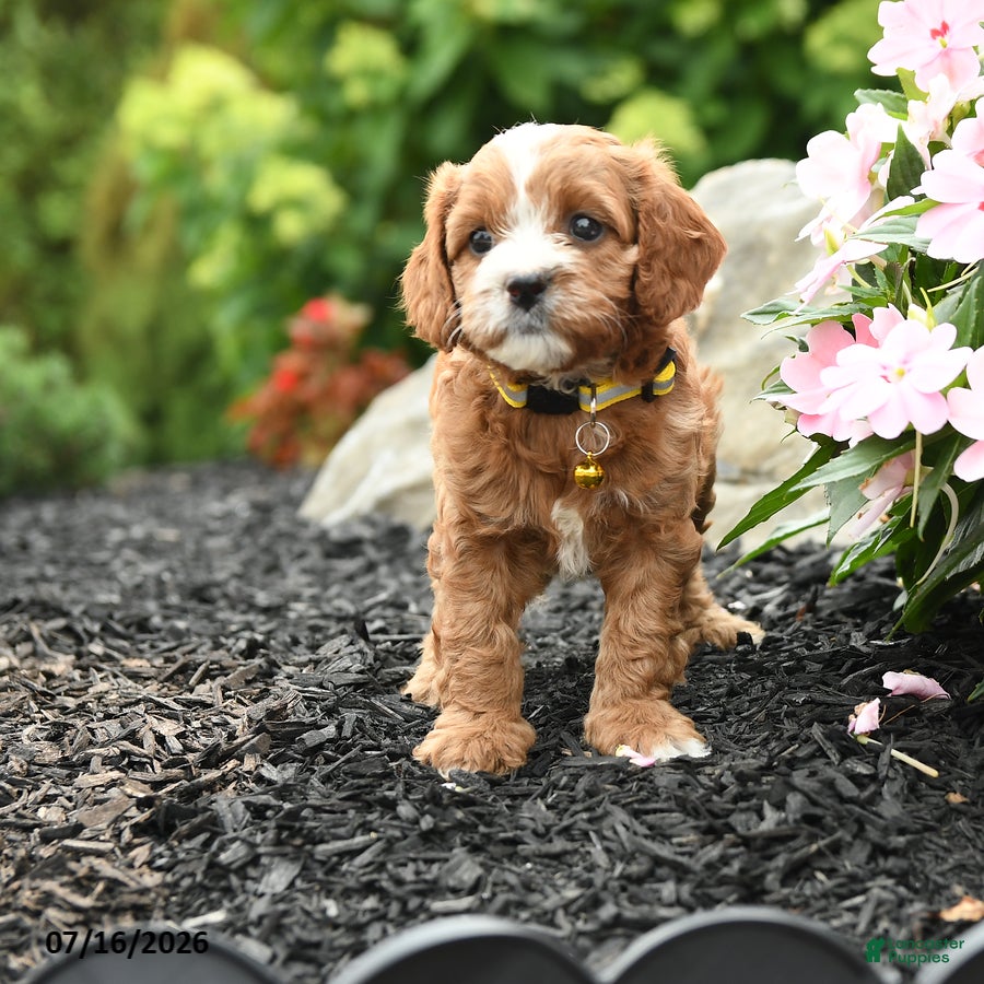 Cavapoo dogs Grace - Ad 2