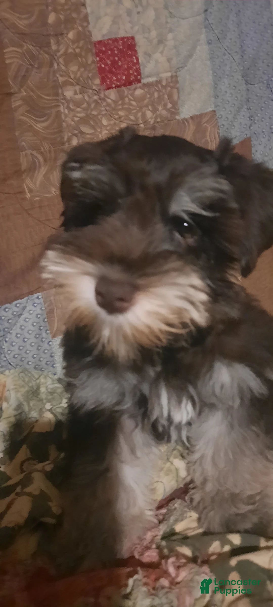 Gallery Image {{count}}