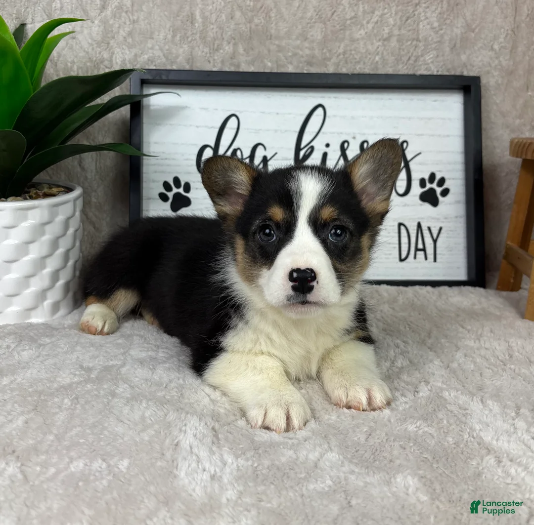 Welsh Corgi Pembroke dogs for sale: Paxton - Ad 1