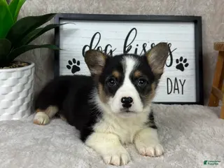 Welsh Corgi Pembroke dogs Paxton - Ad 32