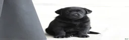Labrador Retriever dogs for sale: Labrador Retriever Puppy 3 - Ad 4