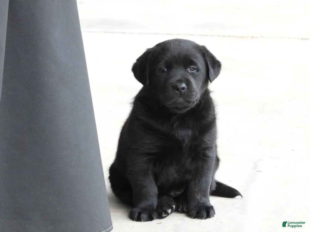 Labrador Retriever dogs for sale: Labrador Retriever Puppy 3 - Ad 4