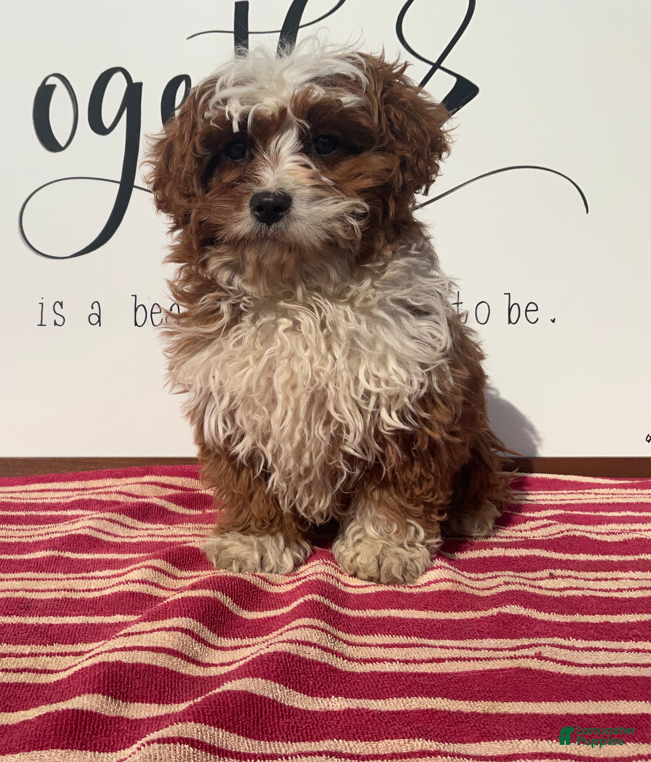 Cavapoo dogs Sammie - Ad 2