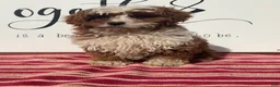 Cavapoo dogs for sale: Sammie - Ad 2