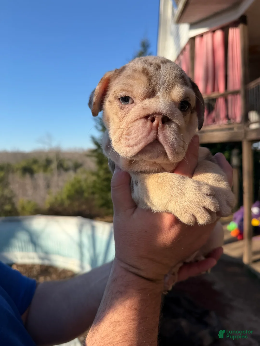 English Bulldog dogs for sale: Bonnie - Ad 11