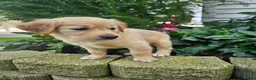 Golden Retriever dogs for sale: Bree - Ad 4