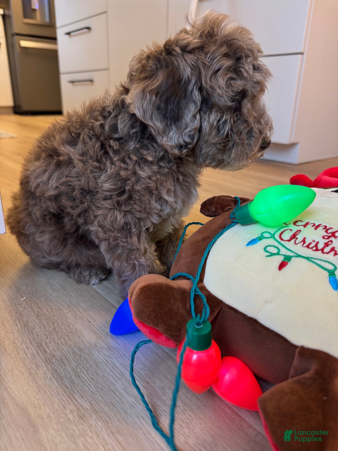 Mini Goldendoodle dogs for sale: Milo - Ad 4