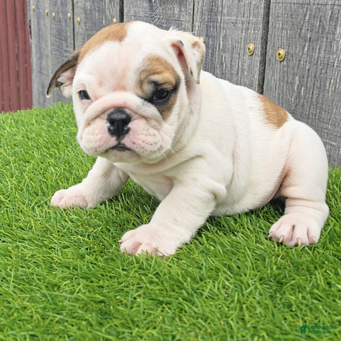 English Bulldog dogs Denver - Ad 1