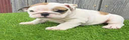 English Bulldog dogs for sale: Denver - Ad 1