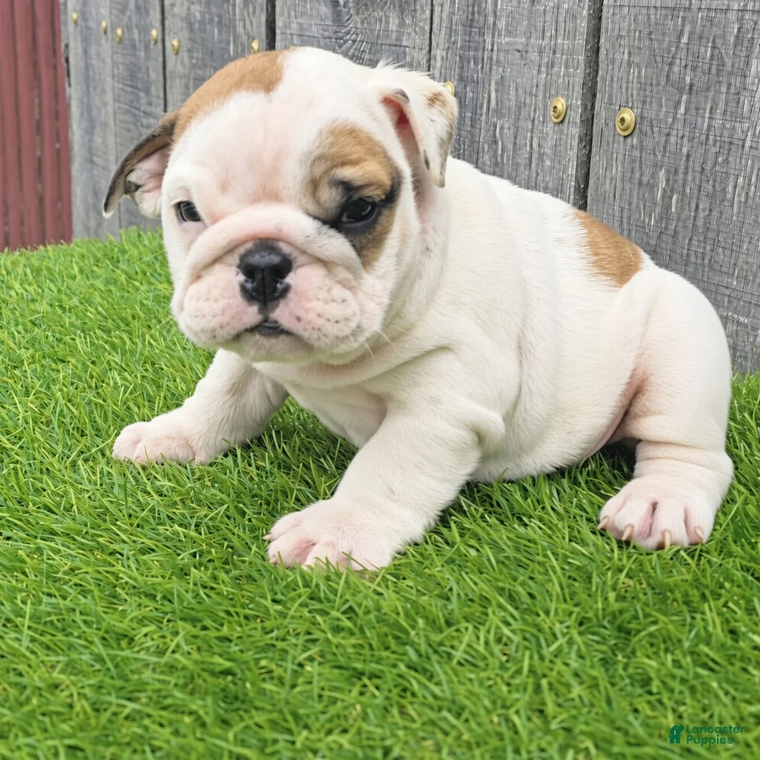 English Bulldog dogs for sale: Denver - Ad 1
