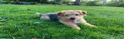 Corgipoo dogs for sale: Dougie-F1B-CorgiPoo Merle - Ad 11