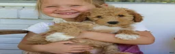 Mini Goldendoodle dogs for sale: Tally  - Ad 3