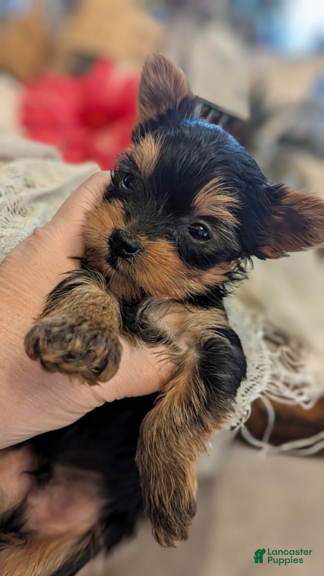 Yorkshire Terrier dogs for sale: Holly - Ad 2