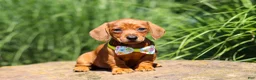Miniature Dachshund dogs for sale: Alex - Ad 1