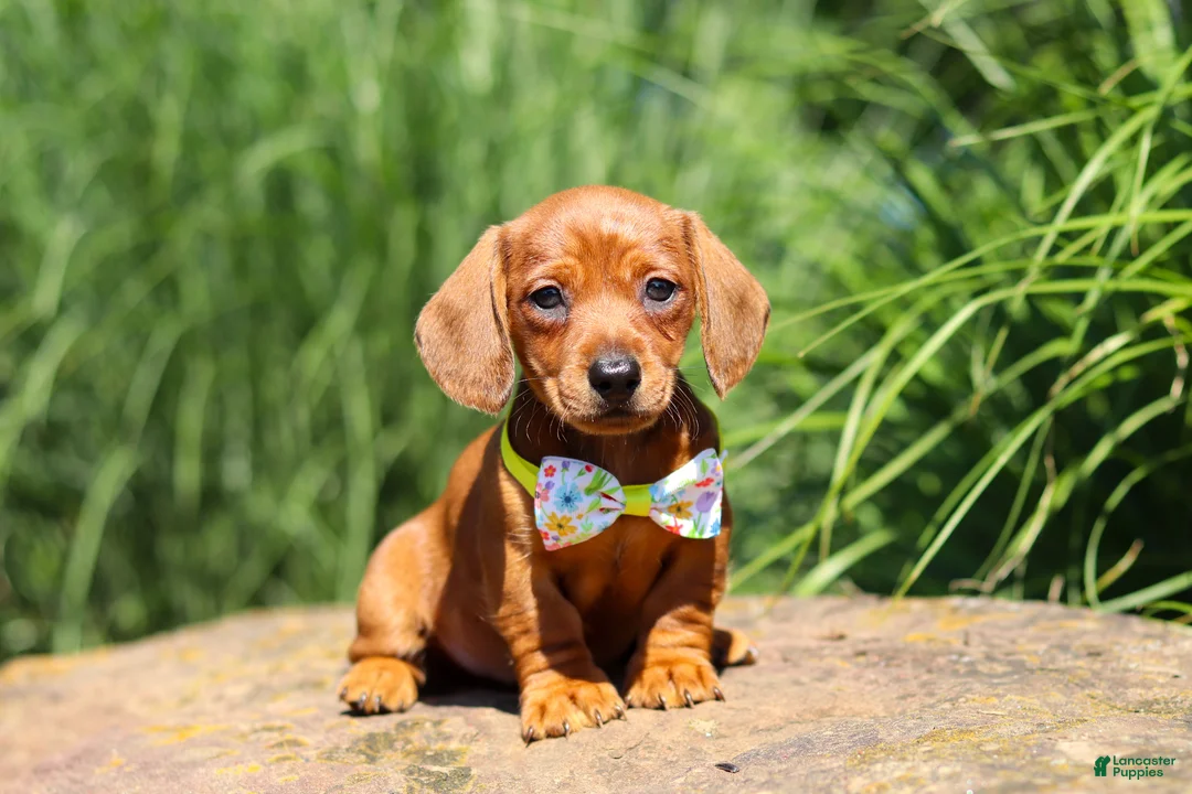 Miniature Dachshund dogs for sale: Alex - Ad 1