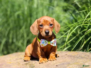 Miniature Dachshund dogs for sale: Alex - Ad 3
