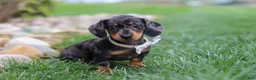 Miniature Dachshund dogs for sale: Lila - Ad 5
