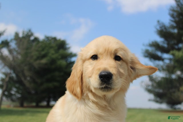 Golden Retriever dogs Frank the TRAINED Golden Retriever Puppy  - Ad 1