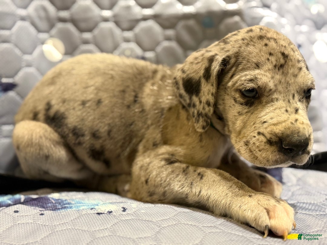 Great Dane dogs for sale: Raj  - Ad 2