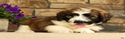 Saint Berdoodles dogs for sale: Flash - Ad 5