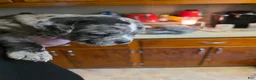 American Bully dogs for sale: Luna - Ad 17