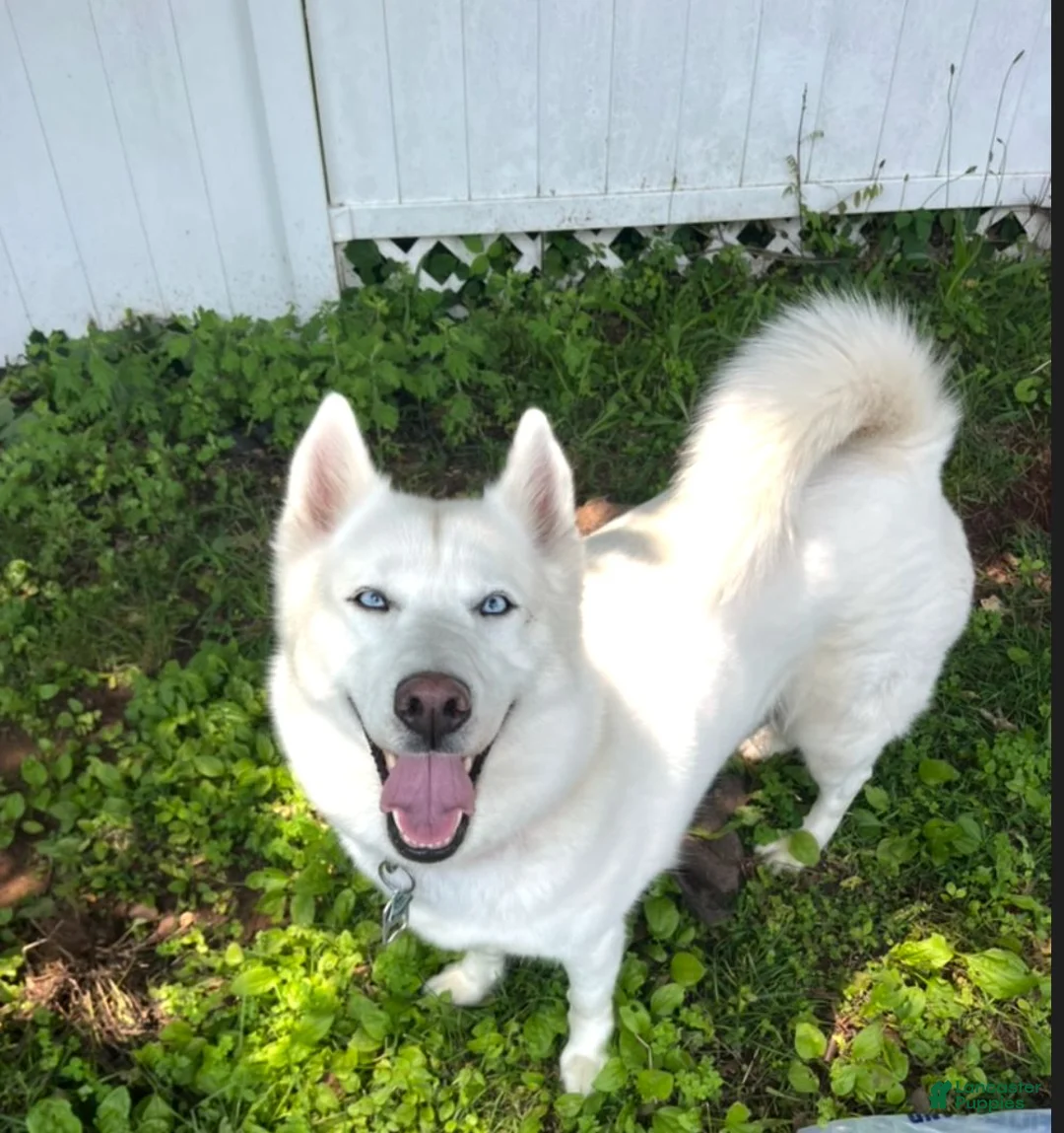 Mixed Breed dogs for sale: Lime Green - Ad 2