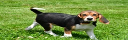 Beagle dogs for sale: Macy - Ad 6