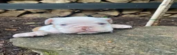 English Bulldog dogs for sale: Dexter - Ad 1