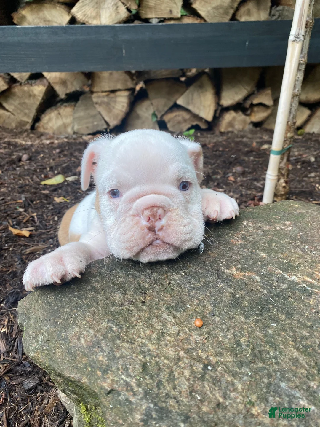 English Bulldog dogs for sale: Dexter - Ad 1