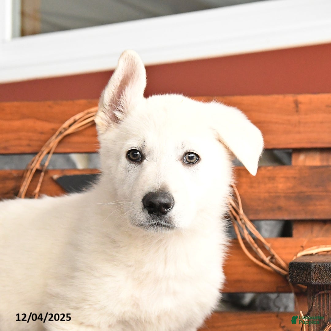 German Shepherd dogs for sale: Milo - Ad 5