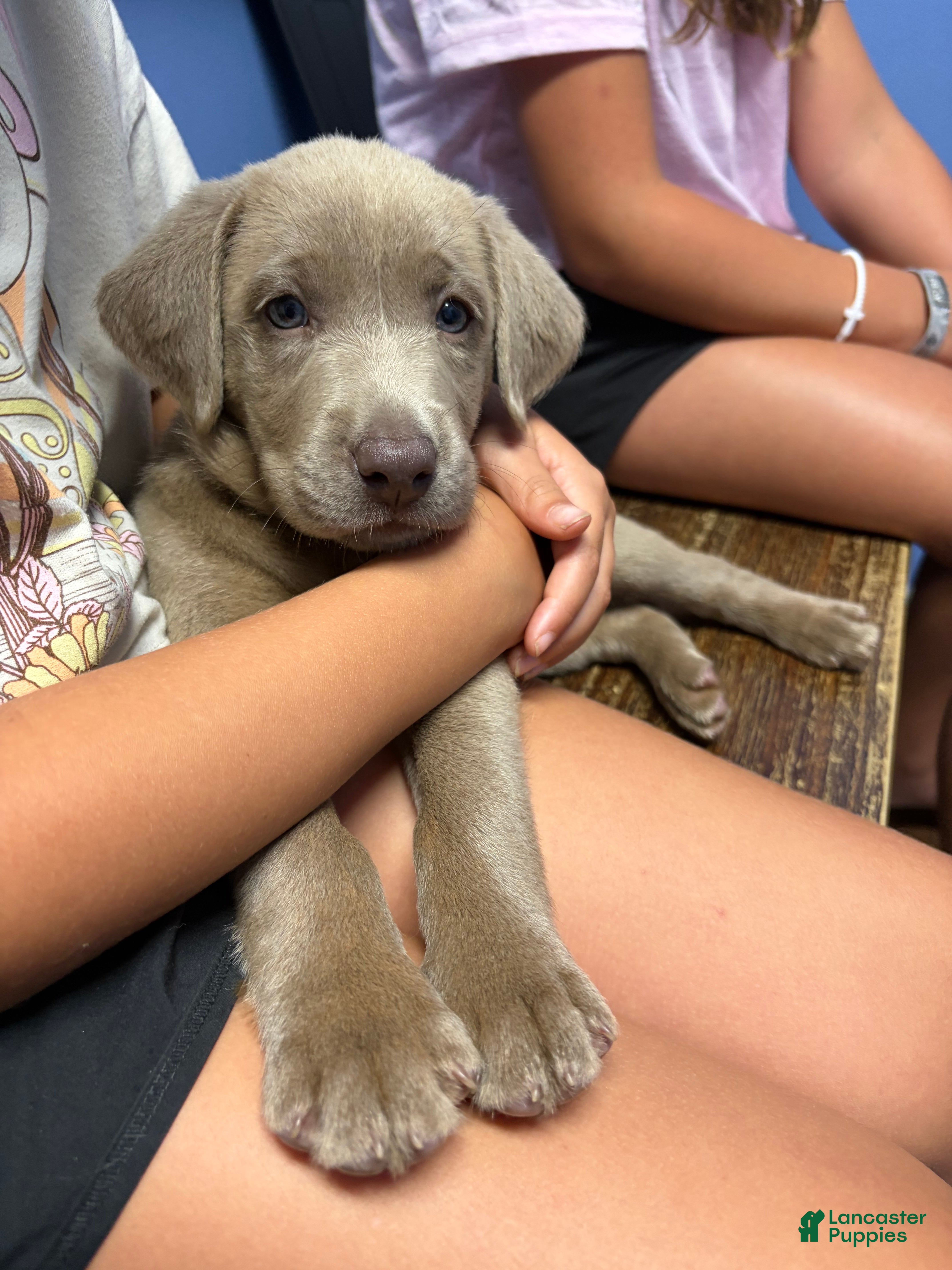 Labrador Retriever dogs  Red male - Ad 1